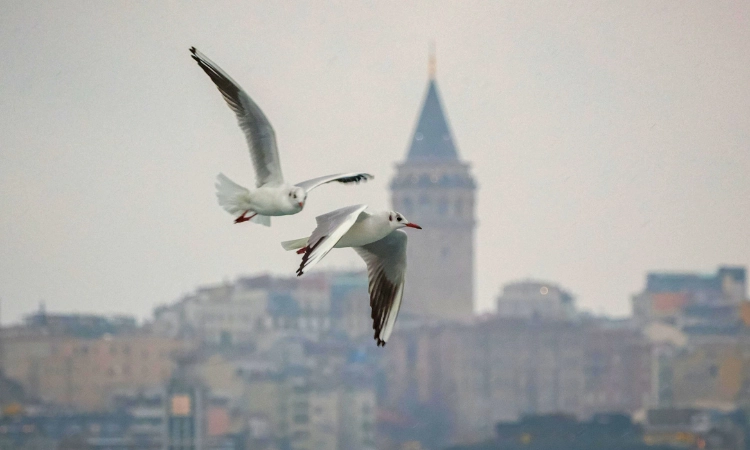 A symbol of flight and imagination